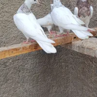 جوجه زاغ هندی وطوقی|پرنده|بندر ماهشهر, |دیوار