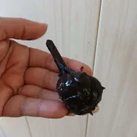 ترشی سیر ۱۰ ساله|خوردنی و آشامیدنی|تربت‌حیدریه, شهرک ولیعصر|دیوار