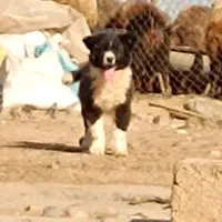 واگذاری توله سگ قدرجونی