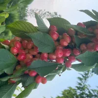 فروش انواع نهال میوه با ضمانت