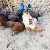 خروس فروشی