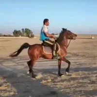 فروش مادیان درهشوری|اسب و تجهیزات اسبسواری|بوشهر, |دیوار