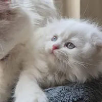 اسکاتیش سفید چشم آبی