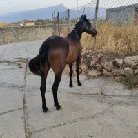 مادیان|اسب و تجهیزات اسبسواری|کارزان, |دیوار