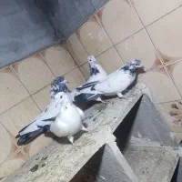 چهارتا تهرانی پرشتی|پرنده|بروجرد, |دیوار