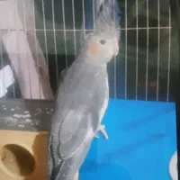 عروسه هلندی