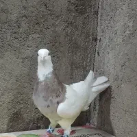 طوقی.