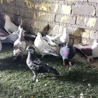 دس کفتری هم بو هوای 18تای