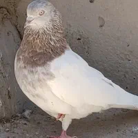 کبوتر کله ابر|پرنده|بم, |دیوار