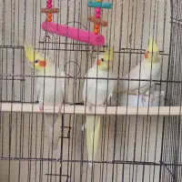 عروس هلندی مولد|پرنده|سرپل ذهاب, |دیوار