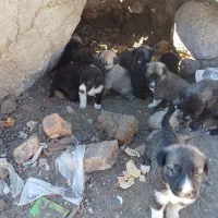 توله دورگه مجانی