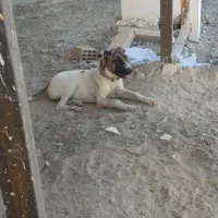 سگ سرابی|سگ|رضویه, |دیوار