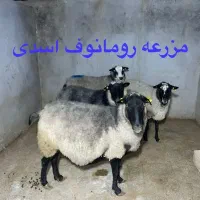 رومانوف و بزغاله|حیوانات مزرعه|شاهرود, |دیوار