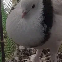 کاکلی بادکنی