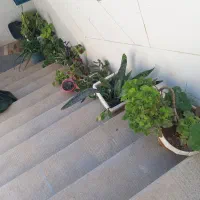 گلها خوب کبودجا دونه ۳۰تومان|گل و گیاه طبیعی|ابهر, |دیوار