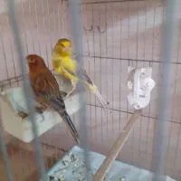 قناری مولد|پرنده|رباطکریم, انجم آباد|دیوار