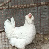 مرغ ریشی چهل تاج اهرم