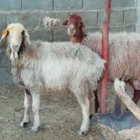 فروش میش بره کهره بز شیشک بختیاری شهر کردی