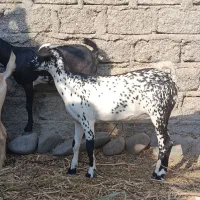 یک جفت نر و ماده آصل بنگال نسل دوقلو زاه|حیوانات مزرعه|چابهار, |دیوار