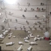 تعدادی کبوتر از طوقی تا تهرانی پرشی