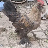مرغ و خروس|حیوانات مزرعه|تهران, ارجمندی راد|دیوار