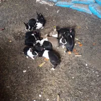 خرگوش|موش و خرگوش|فاضل آباد, |دیوار