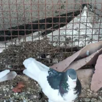 یال سبز نر|پرنده|زرقان, |دیوار