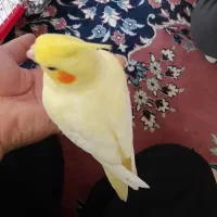 عروس هلندی