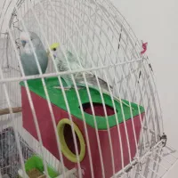 جفت مرغ عشق هلندی و پروانه ای دوگل