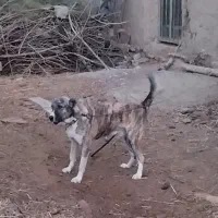 واگذاری سک گله اصیل، آماده نگهبانی|سگ|مشهد, نظام دوست|دیوار