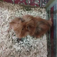 خوکچه هندی|موش و خرگوش|ری, سیزده آبان|دیوار