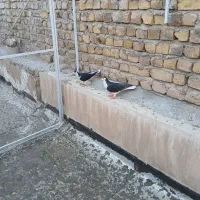 کفترنروماده پلاس