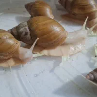 حلزونای خوشگل و گوگولی