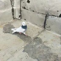 طوقی صحرایی نر|پرنده|بهار, |دیوار