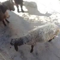 فروش 3 عدد بره و کهره|حیوانات مزرعه|همایجان, |دیوار