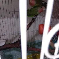 طوطی برزیلی|پرنده|چهاردانگه (تهران), |دیوار