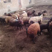 ۱۰راس میش افشاری بره دار|حیوانات مزرعه|قوچان, |دیوار