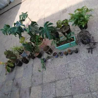 گلدون اپارتمانی