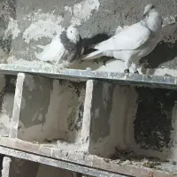 کبوتر|پرنده|چناران, |دیوار