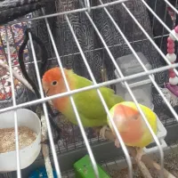 یک جفت کوتوله برزیلی نژاد صورت هلویی قیمت ۱۶۰۰۰۰۰|پرنده|شیراز, دودمان|دیوار