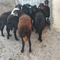 شیشک ماده .گوسفند.میش