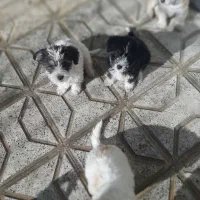 سگ پاکوتاه دوماهه نژادپاپیلون|سگ|بجنورد, |دیوار