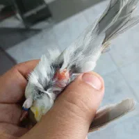 قناری ماده  آماده مست|پرنده|اردبیل, |دیوار