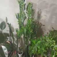 فروش گل های خانگی