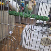 طوطی برزیلی مولد|پرنده|تهران, تهرانپارس جنوبی|دیوار