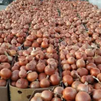 فروش پیاز عمده از کشاورز تناژ بالا|خوردنی و آشامیدنی|چناران, |دیوار