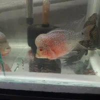 فلاور هورن|ماهی|تهران, صادقیه|دیوار