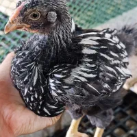 تخم و جوجه|حیوانات مزرعه|رشت, استقامت ۱|دیوار