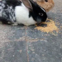 خرگوش نر و ماده