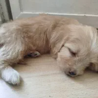 توله سگ شیتزو کراس